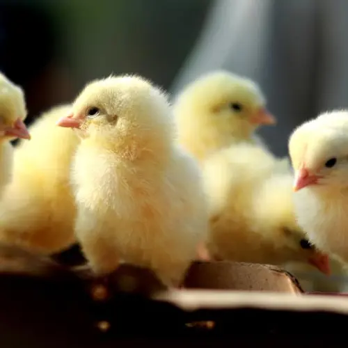 blog forget nest egg