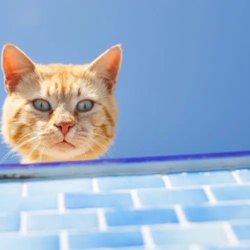 Wills cat