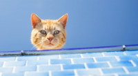 Wills cat Wills cat