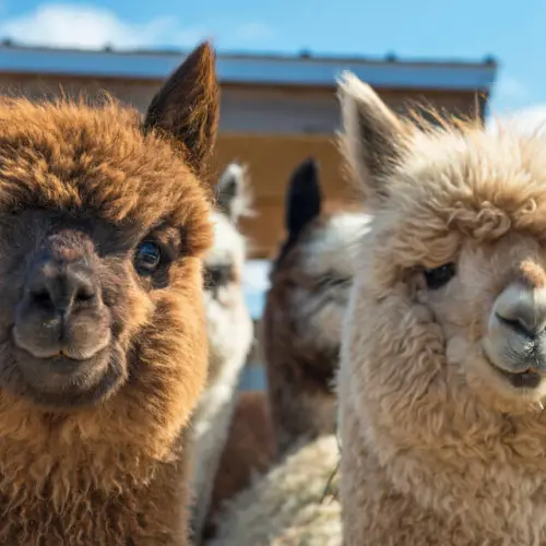 alpacas