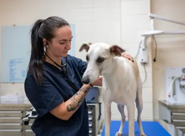 A veterinary professional in a clinic gently examines a white dog standing on an examination table. The person is wearing dark scrubs and using a stethoscope, with veterinary equipment and tiled walls visible in the background.