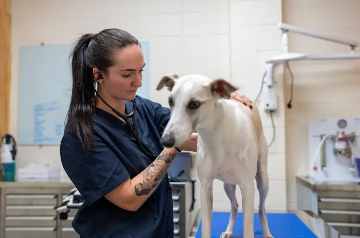 A veterinary professional in a clinic gently examines a white dog standing on an examination table. The person is wearing dark scrubs and using a stethoscope, with veterinary equipment and tiled walls visible in the background.