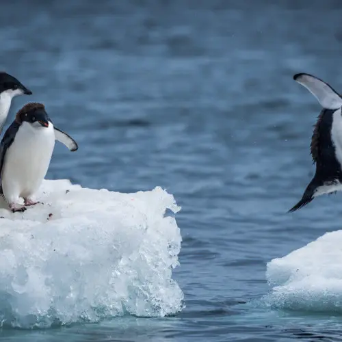 leaping the gap
