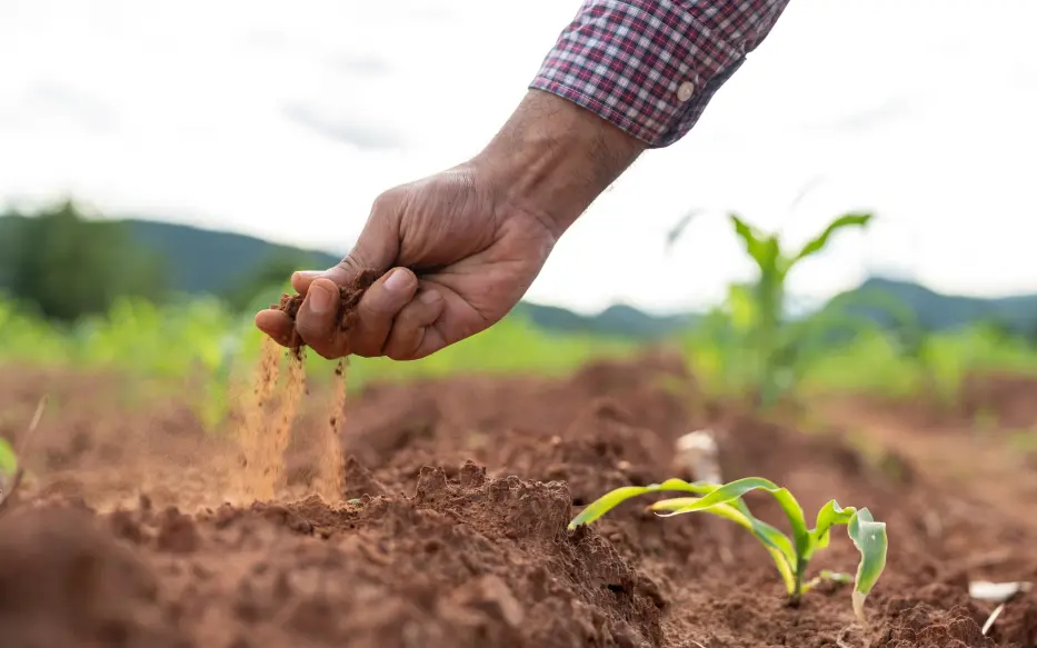 Hand touching soil