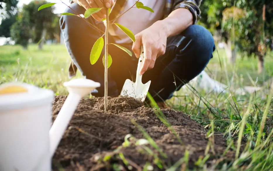 Closeup of shovel and hands planting a small tree
